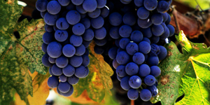 Vinos